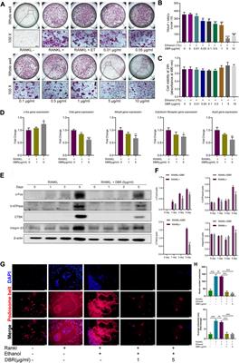 Dragon blood resin ameliorates steroid-induced osteonecrosis of femoral head through osteoclastic pathways